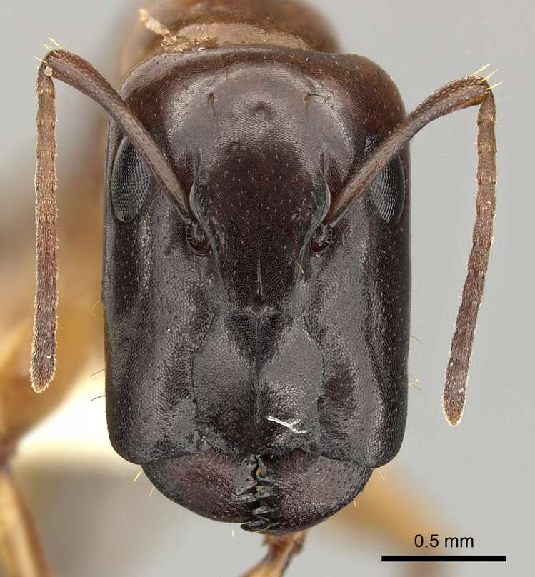 Image of Camponotus orthocephalus Emery 1894