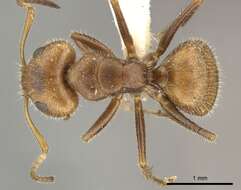 Image of Camponotus pittieri Forel 1899