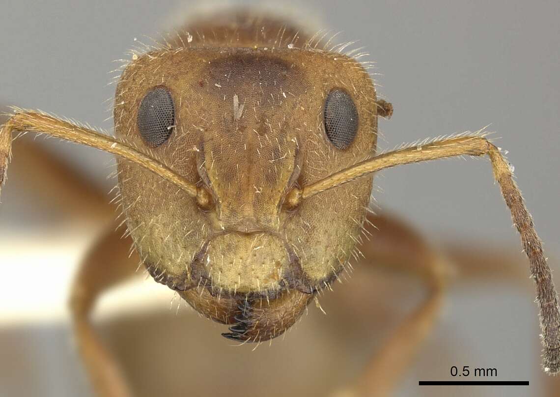 Image of Camponotus pittieri Forel 1899