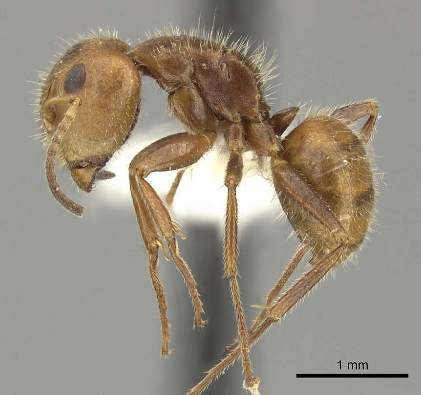 Image of Camponotus pittieri Forel 1899