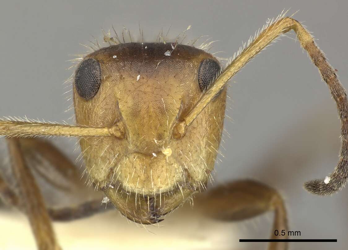 Image of Camponotus pittieri Forel 1899