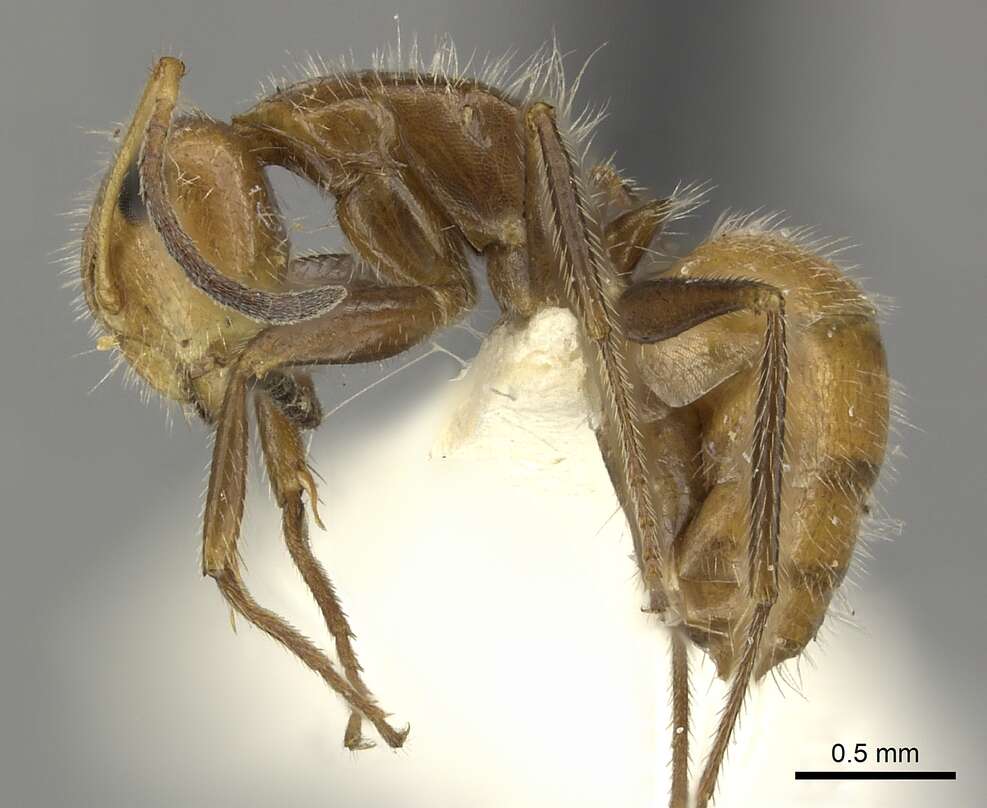 Image of Camponotus pittieri Forel 1899