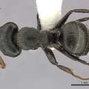 Image of Camponotus senex (Smith 1858)