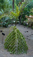 Image of Giant fishtail palm