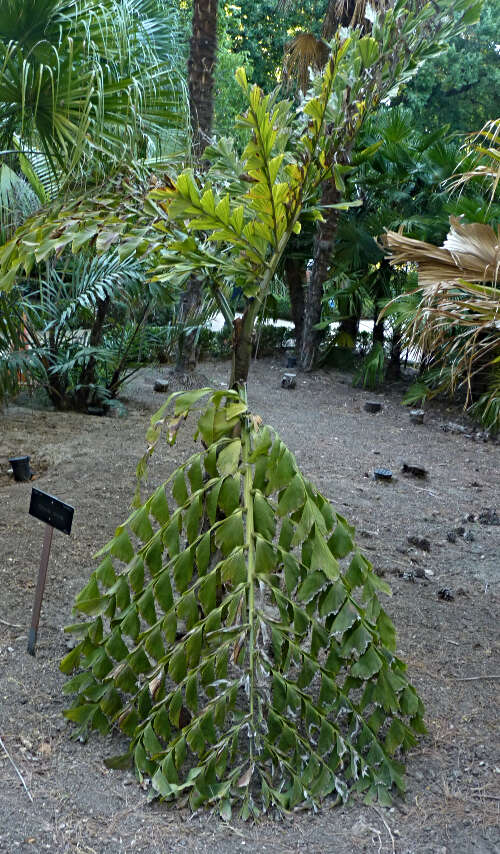 Image of Giant fishtail palm