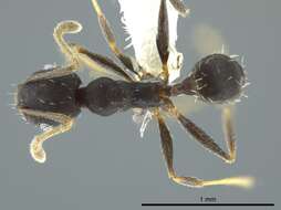 Pheidole punctatissima Mayr 1870的圖片