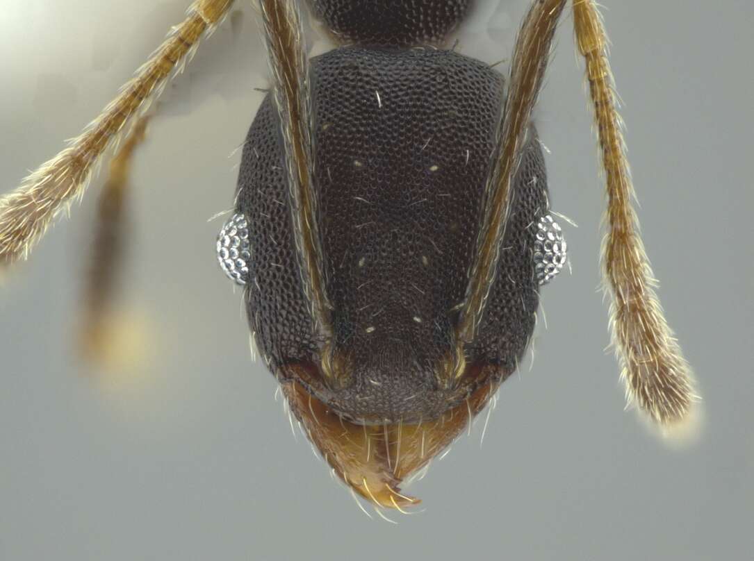 Pheidole punctatissima Mayr 1870的圖片