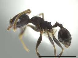 Pheidole punctatissima Mayr 1870的圖片