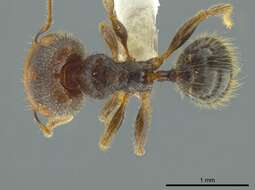 Pheidole colobopsis Mann 1916 resmi