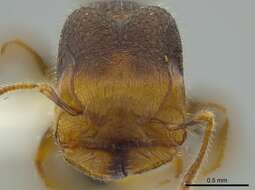 Pheidole colobopsis Mann 1916 resmi