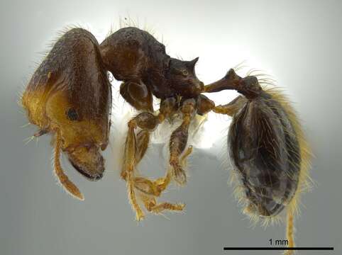 Pheidole colobopsis Mann 1916 resmi