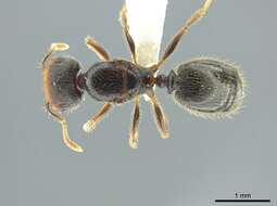 Pheidole colobopsis Mann 1916 resmi