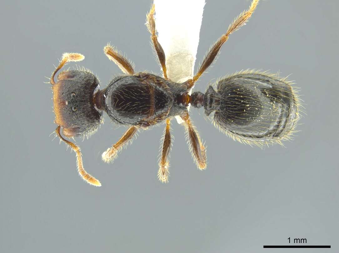 Image of Pheidole colobopsis Mann 1916