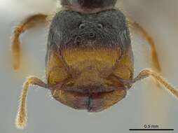 Image de Pheidole colobopsis Mann 1916