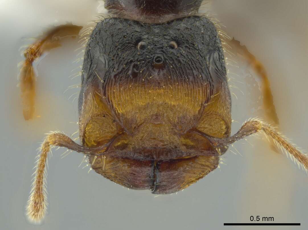 Pheidole colobopsis Mann 1916 resmi