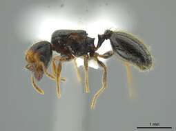 Pheidole colobopsis Mann 1916 resmi