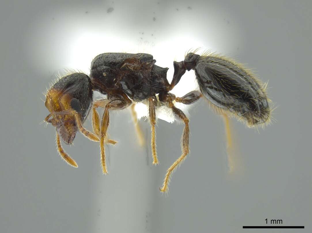 Image de Pheidole colobopsis Mann 1916