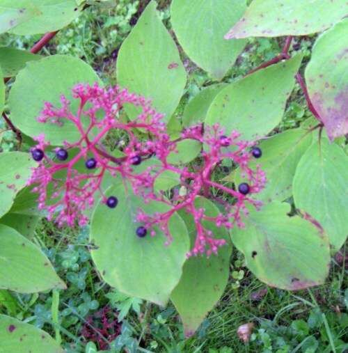 Слика од Cornus bretschneideri L. Henry