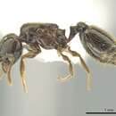 Image of Pheidole laselva