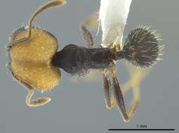 Pheidole punctatissima Mayr 1870的圖片