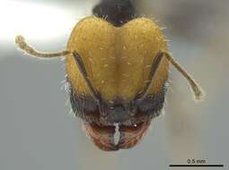 Pheidole punctatissima Mayr 1870的圖片