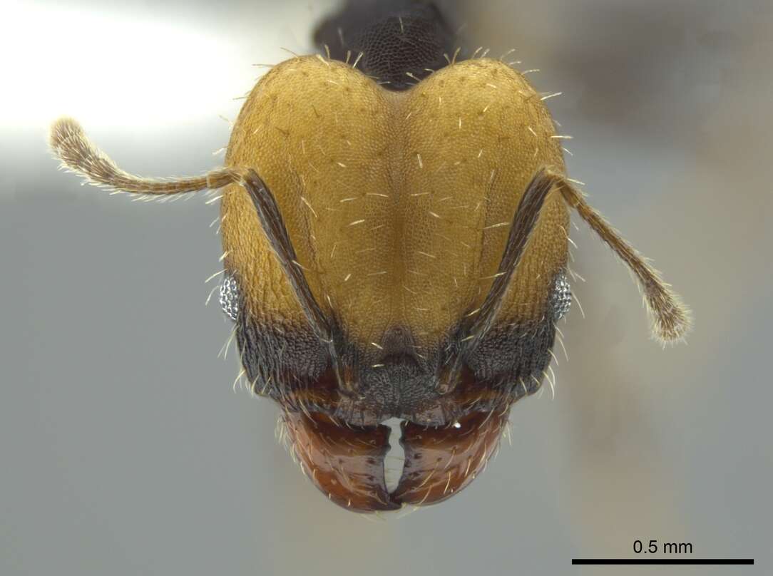 Pheidole punctatissima Mayr 1870的圖片