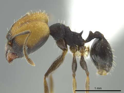 Pheidole punctatissima Mayr 1870的圖片