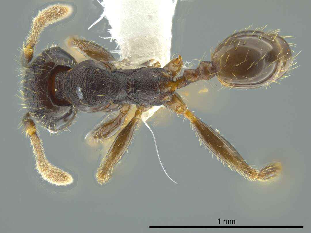 Pheidole colobopsis Mann 1916 resmi