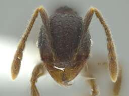 Image de Pheidole colobopsis Mann 1916