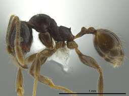 Image of Pheidole colobopsis Mann 1916