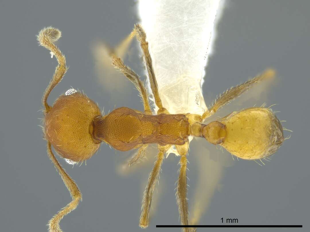 Image of Pheidole anastasii Emery 1896