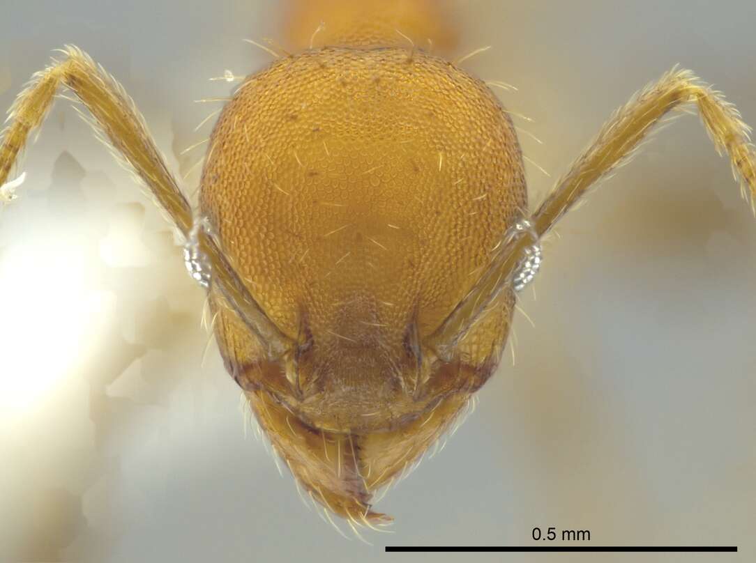 Image of Pheidole anastasii Emery 1896