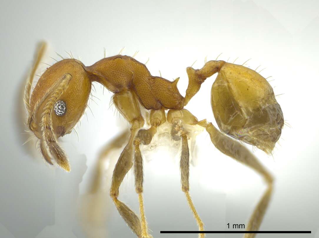 Image of Pheidole anastasii Emery 1896