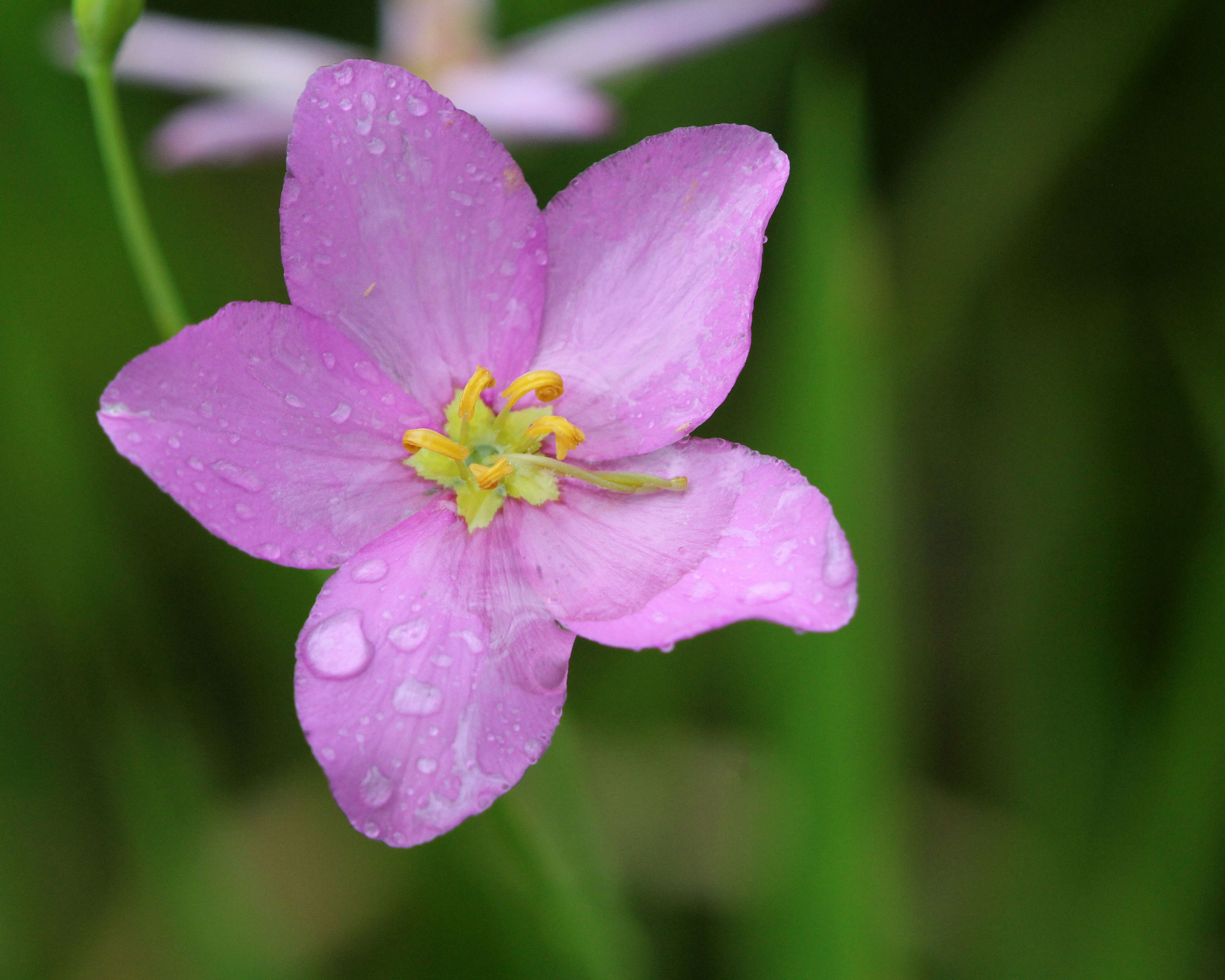 Image of largeflower rose gentian