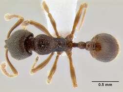 Image of Stenamma saenzae