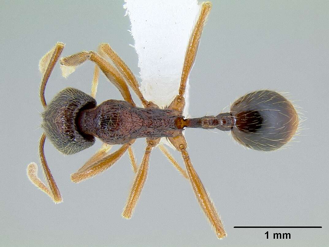 Image of Stenamma monstrosum