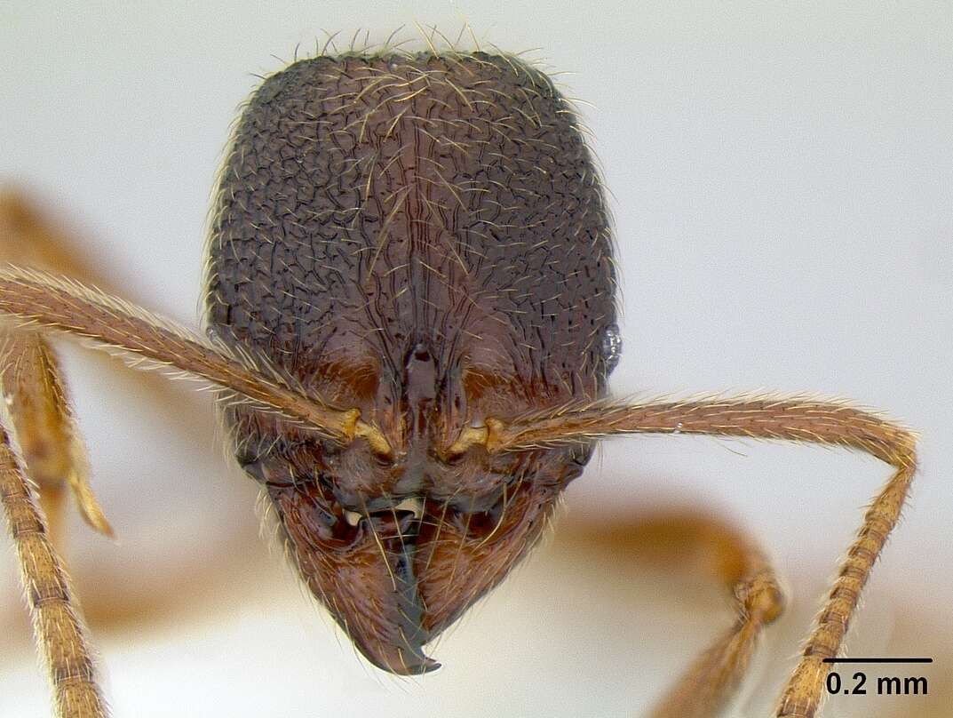 Image of Stenamma monstrosum