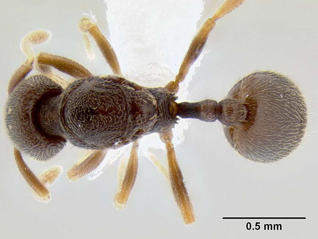 Image of Stenamma saenzae