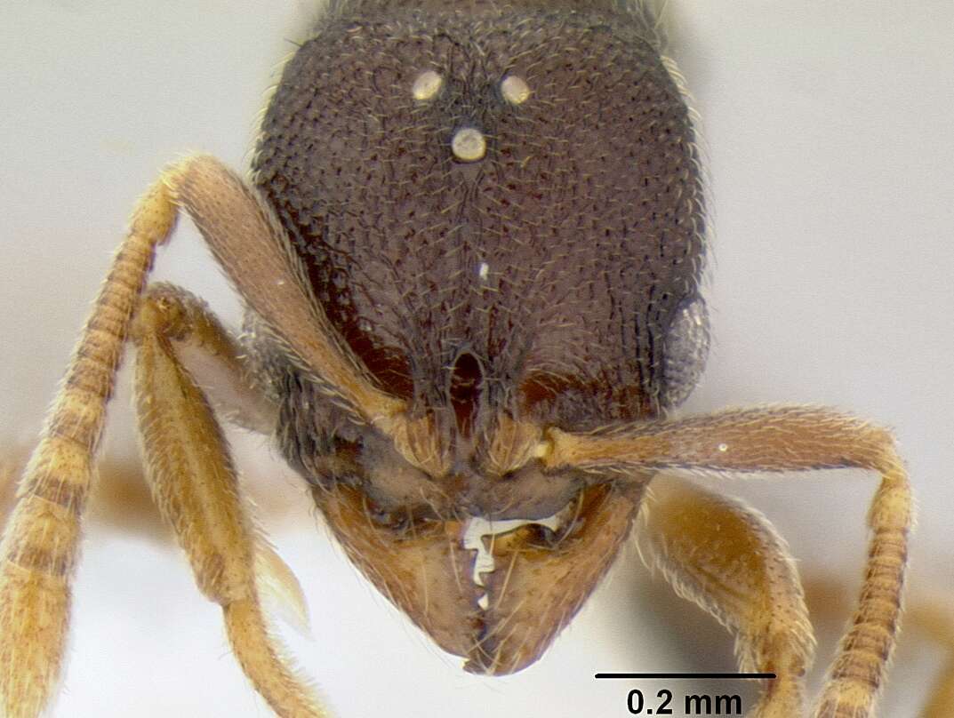 Image of Stenamma saenzae