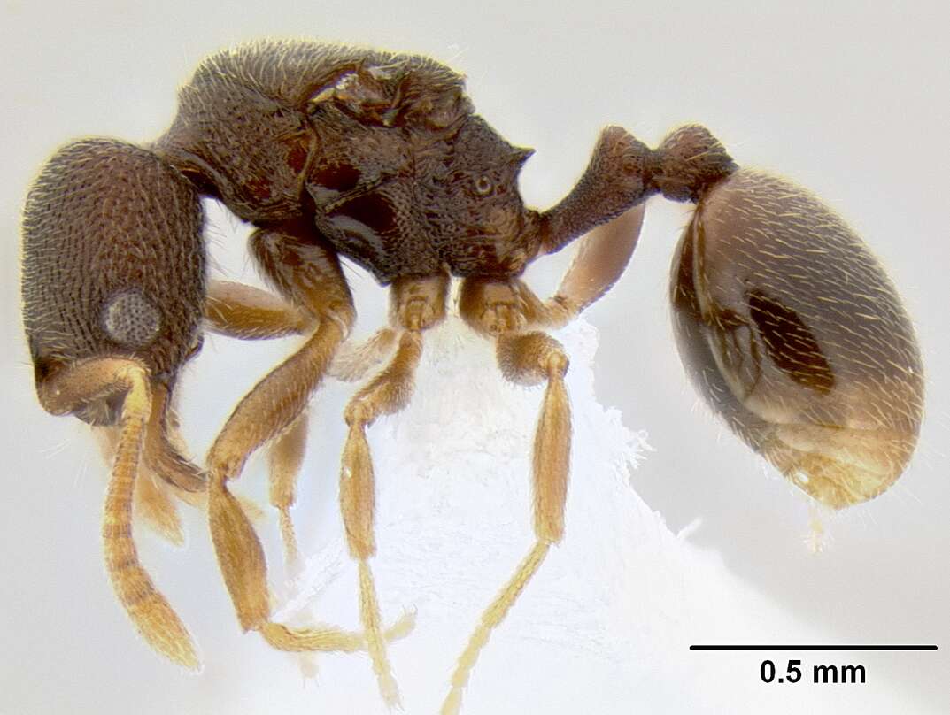 Image of Stenamma saenzae