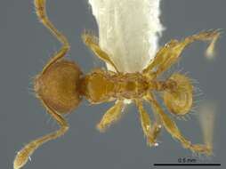 Image of Pheidole browni