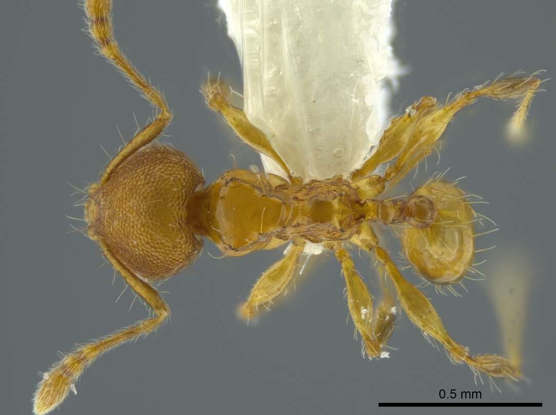 Image of Pheidole browni