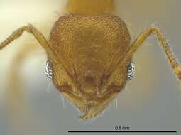 Image of Pheidole browni