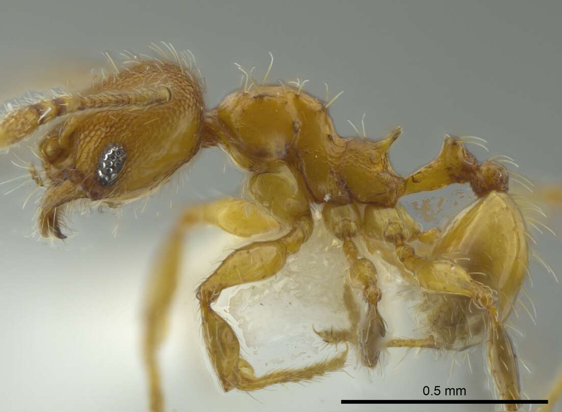 Image of Pheidole browni