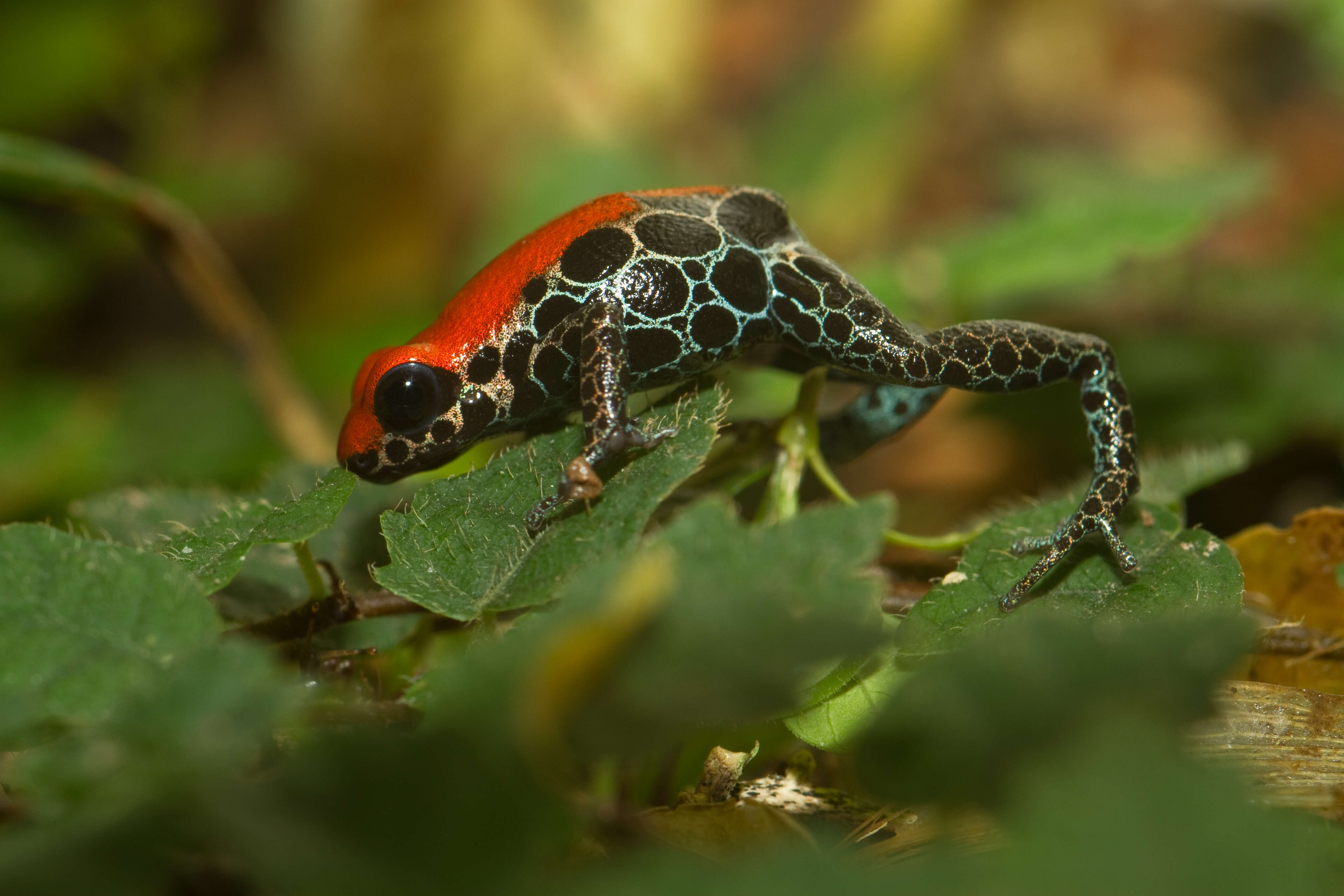 Image of Red-backed poison frog