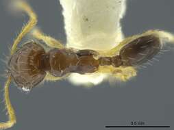 Image of <i>Pheidole ceibana</i>