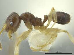 Image of <i>Pheidole ceibana</i>