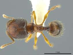 Image of Pheidole browni