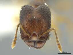 Image of Pheidole browni