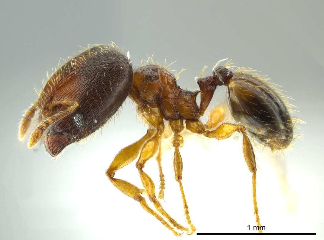 Image of Pheidole browni